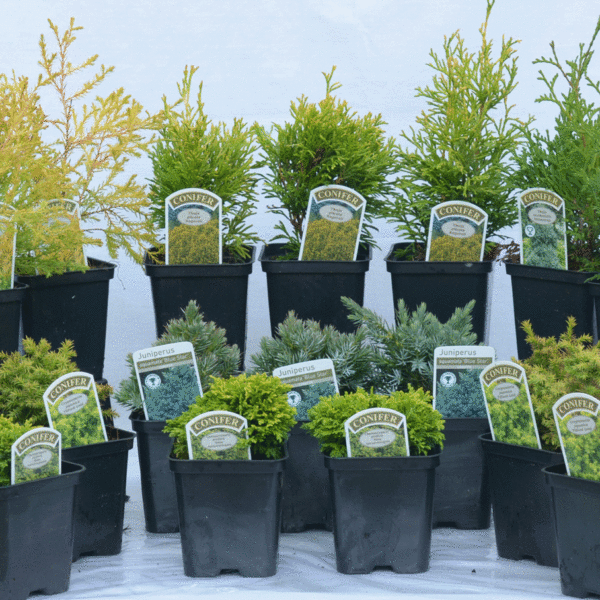 Mixed Miniature Conifers | Dwarf Evergreen Collection