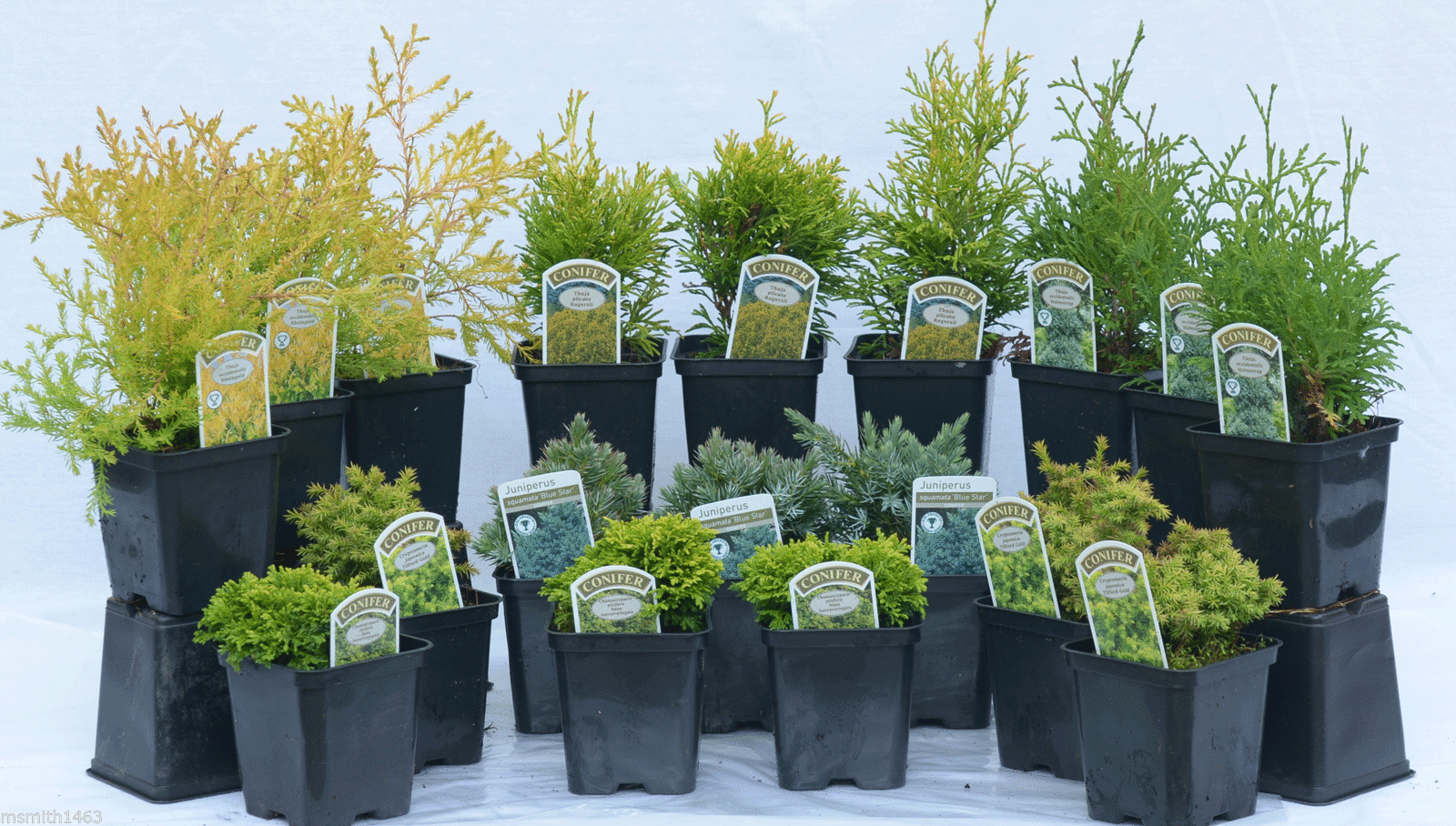 Dwarf conifers and Goldcrest