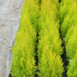 Wilma Goldcrest Conifer Plants: Goldcrest Wilma for Sale, photograph 1