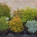 Mixed Miniature Conifers: Dwarf Evergreen Collection, photograph 3