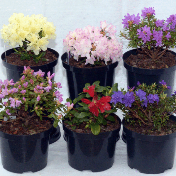 Mixed Dwarf Rhododendrons for Acidic Borders & Pots