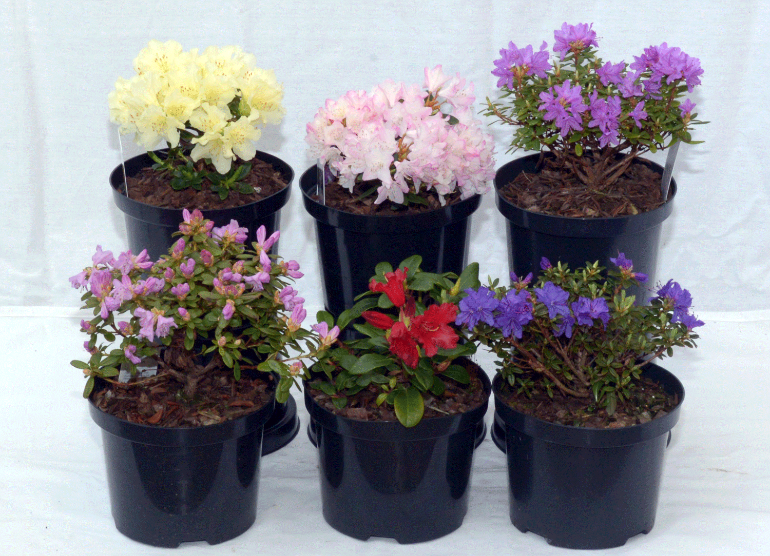 Supplier stock photograph of 6 mixed dwarf rhododendrons