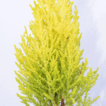 Wilma Goldcrest Conifer Plants: Goldcrest Wilma for Sale, photograph 7