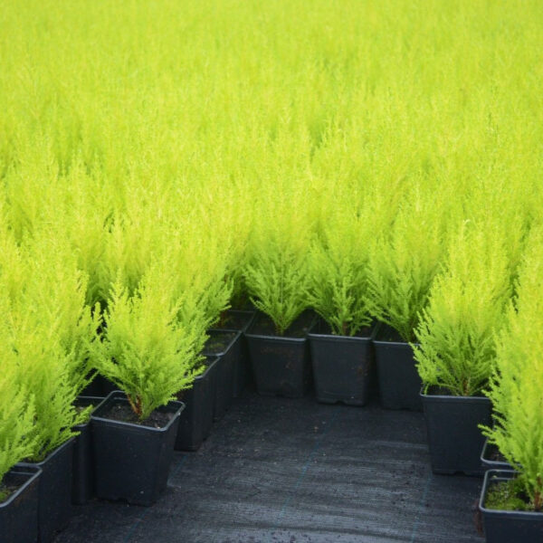 Wilma Goldcrest Conifer Plants | Goldcrest Wilma for Sale