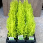 Wilma Goldcrest Conifer Plants: Goldcrest Wilma for Sale, photograph 4