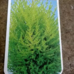 Wilma Goldcrest Conifer Plants: Goldcrest Wilma for Sale, photograph 5
