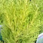 Wilma Goldcrest Conifer Plants: Goldcrest Wilma for Sale, photograph 3