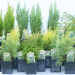 Mixed Miniature Conifers: Dwarf Evergreen Collection, photograph 4