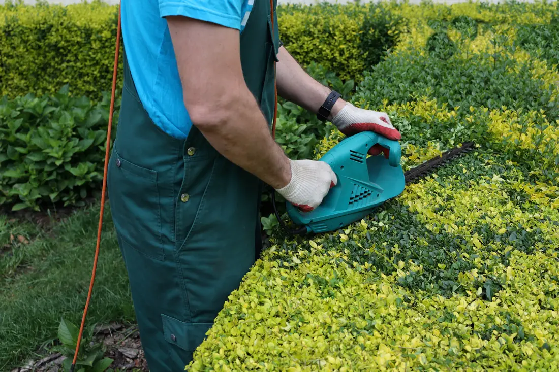 Gardener trimming an overgrown privet hedge with an electric hedge trimmer