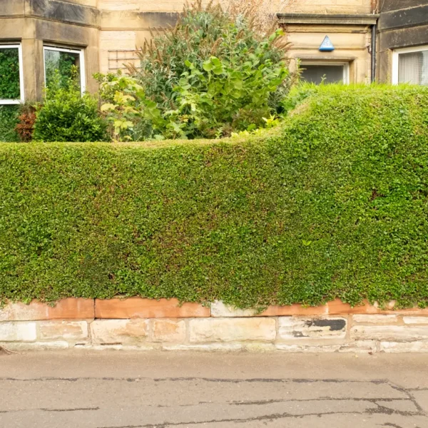 Neatly trimmed privet hedge in front of a stone house
