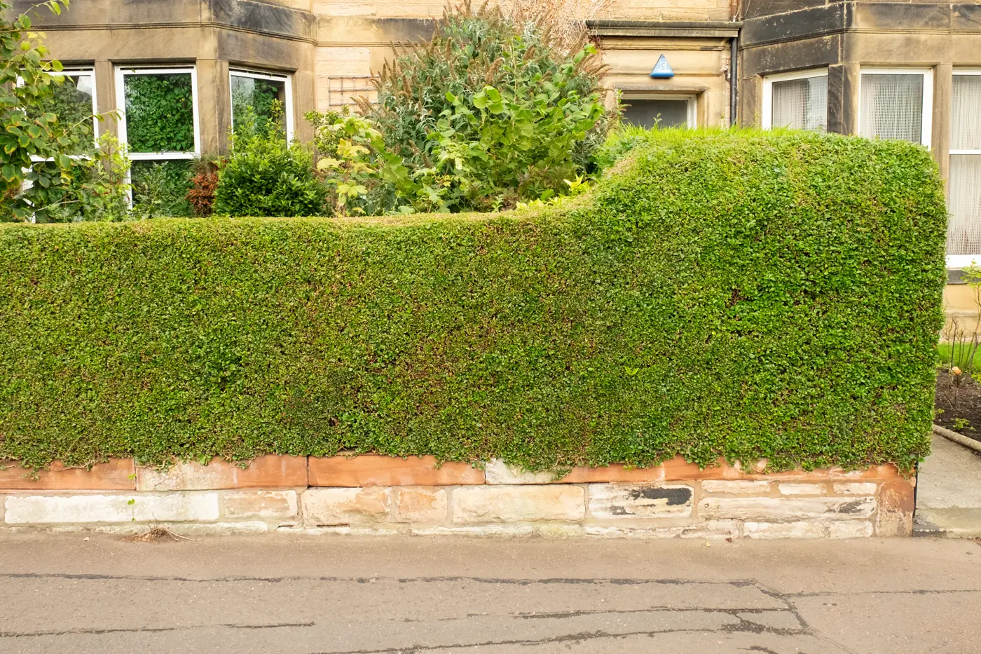 Neatly trimmed privet hedge in front of a stone house