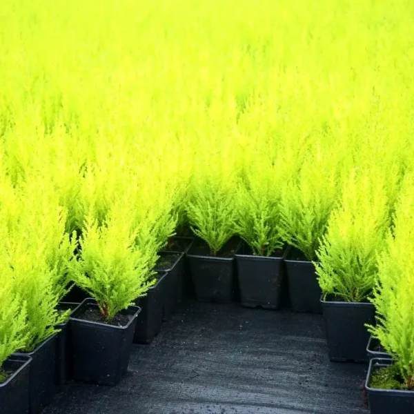 Wilma Goldcrest Conifer Plants: Goldcrest Wilma for Sale