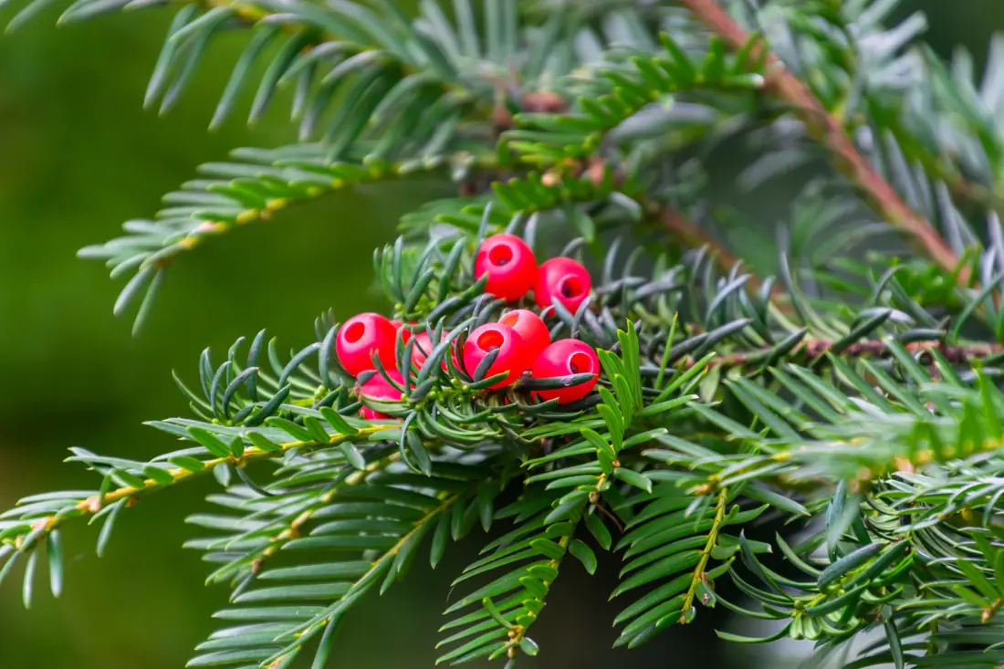 Yew branch with red berries (arils) among dark green needles
