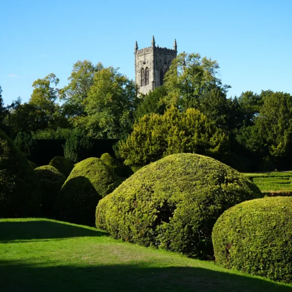 Clipped yew topiary in a formal garden with a church tower behind