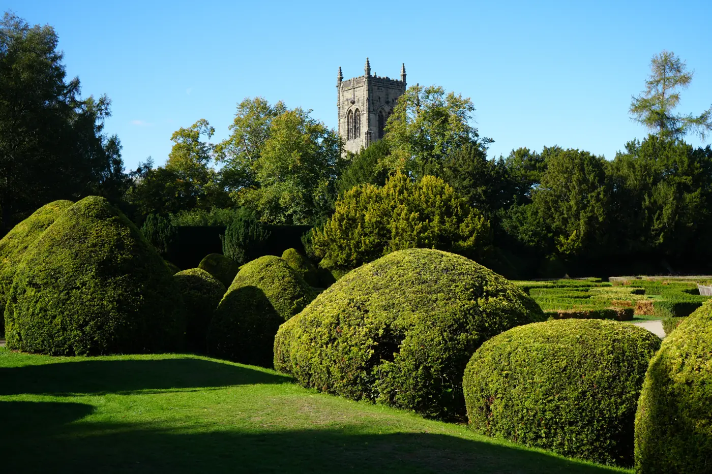 Clipped yew topiary in a formal garden with a church tower behind
